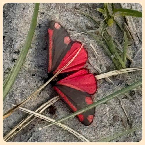 Ein roter Schmetterling 